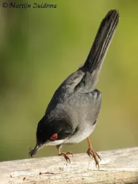 Kleine zwartkop [Sylvia melanocephala]